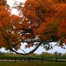 The Comfort Maple